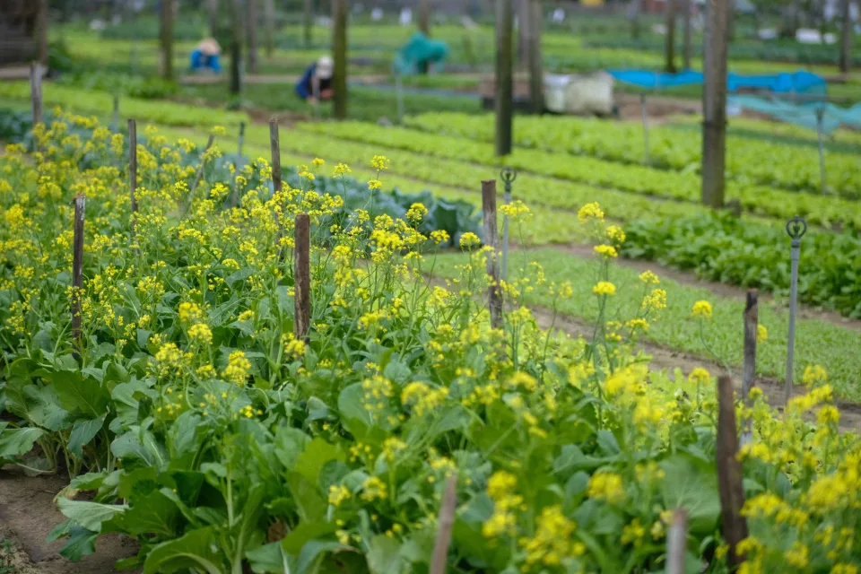 Rau trái khách đặt nhiều