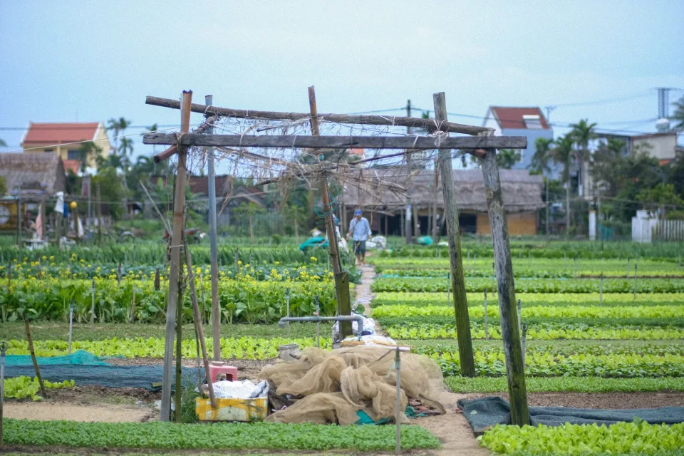 Rau trái khách đặt nhiều